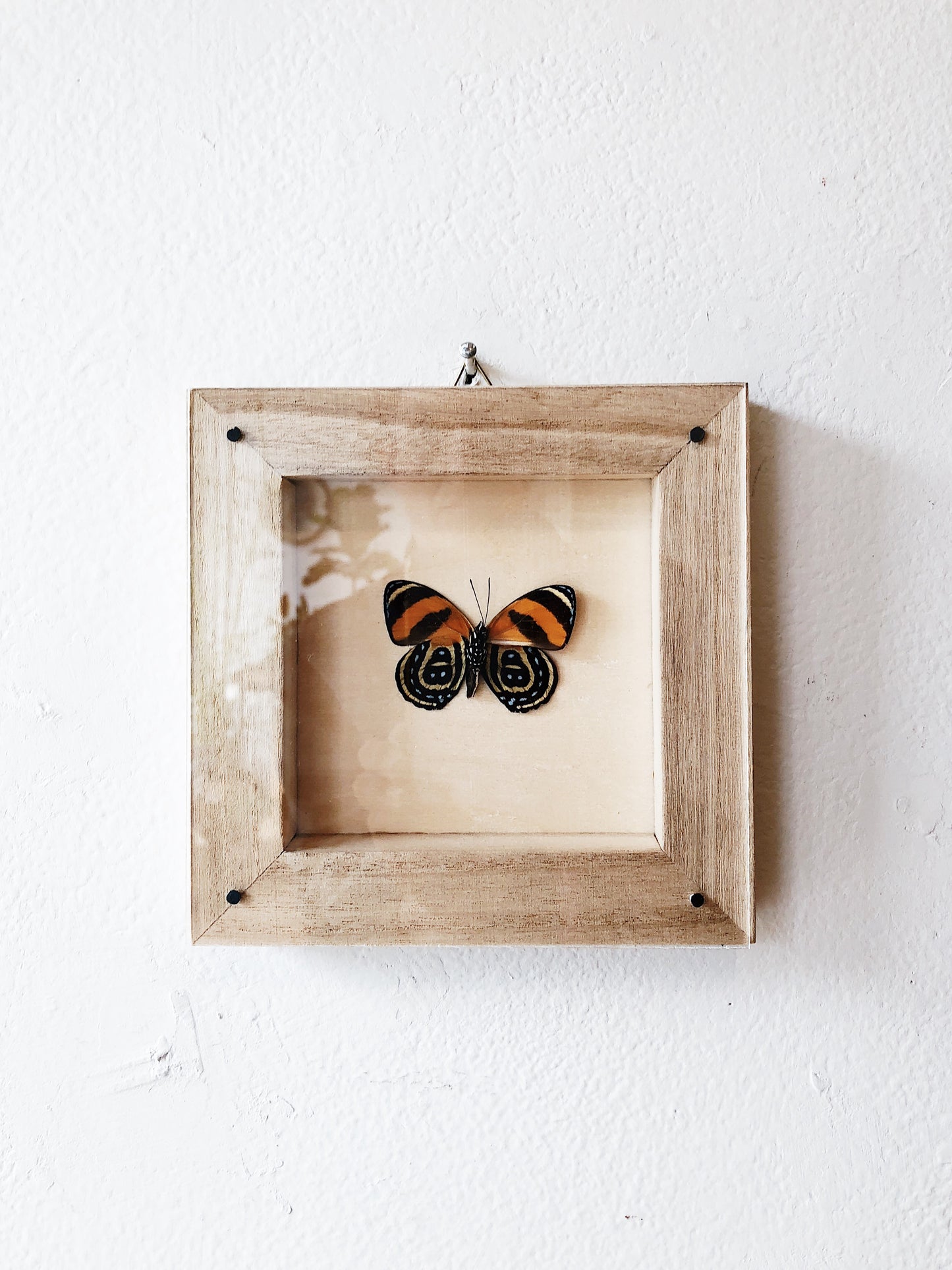 Vintage Butterfly Specimen Display
