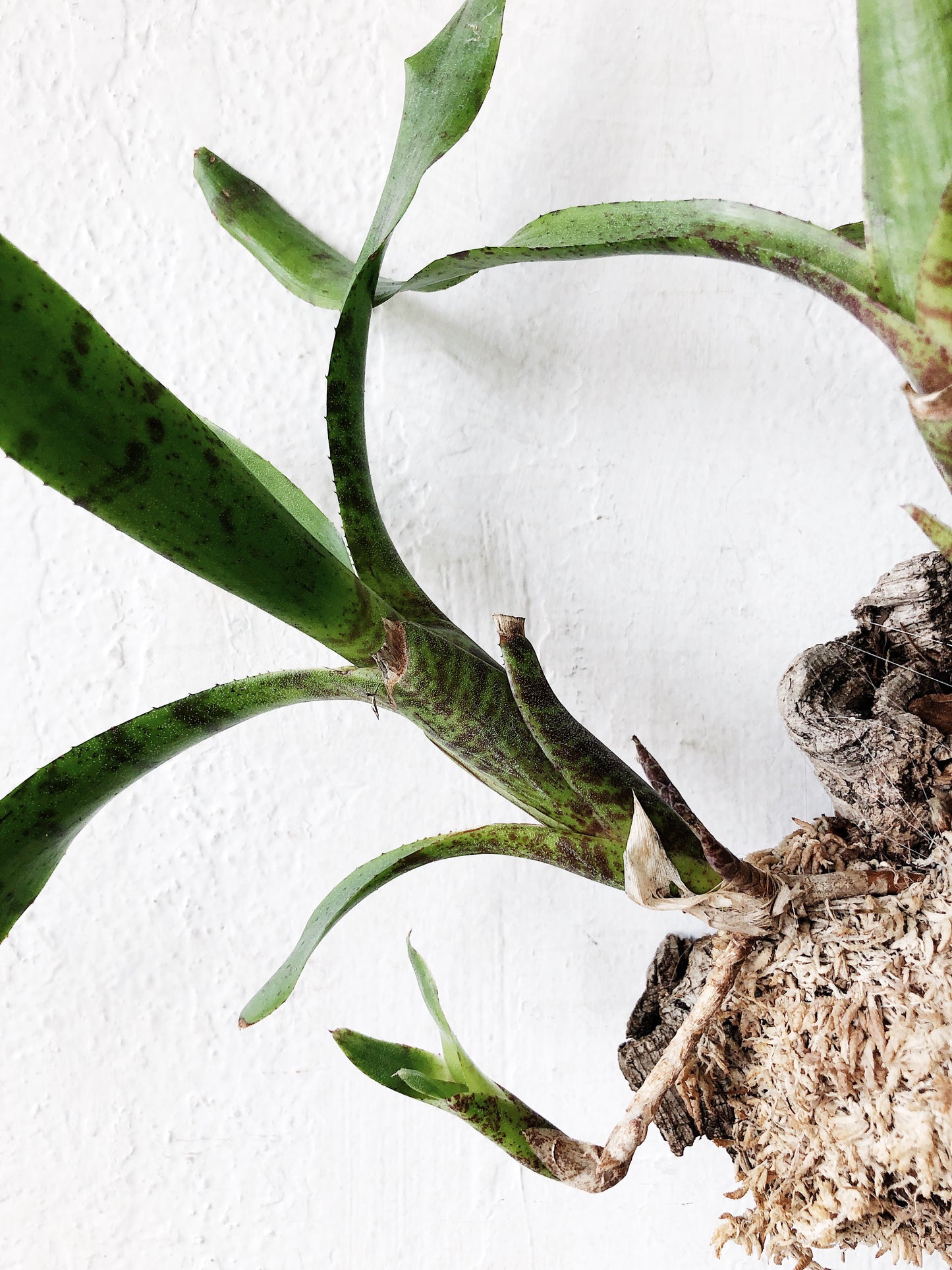 Cork Mounted Epiphytic Plant