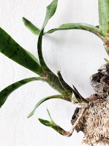 Cork Mounted Epiphytic Plant