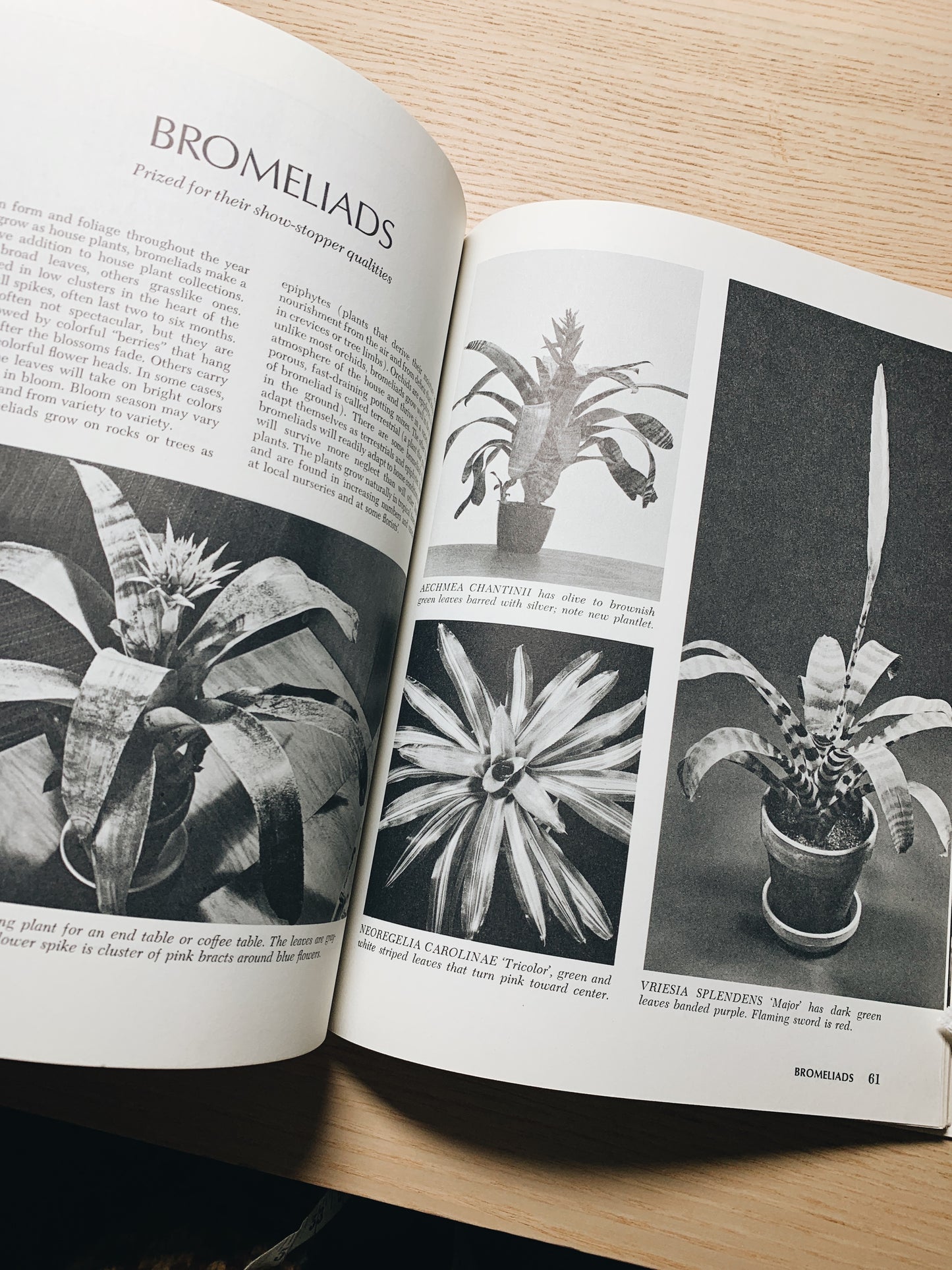 Vintage How to Grow House Plants Sunset Book