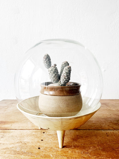 Mid Century Max Klein Terrarium