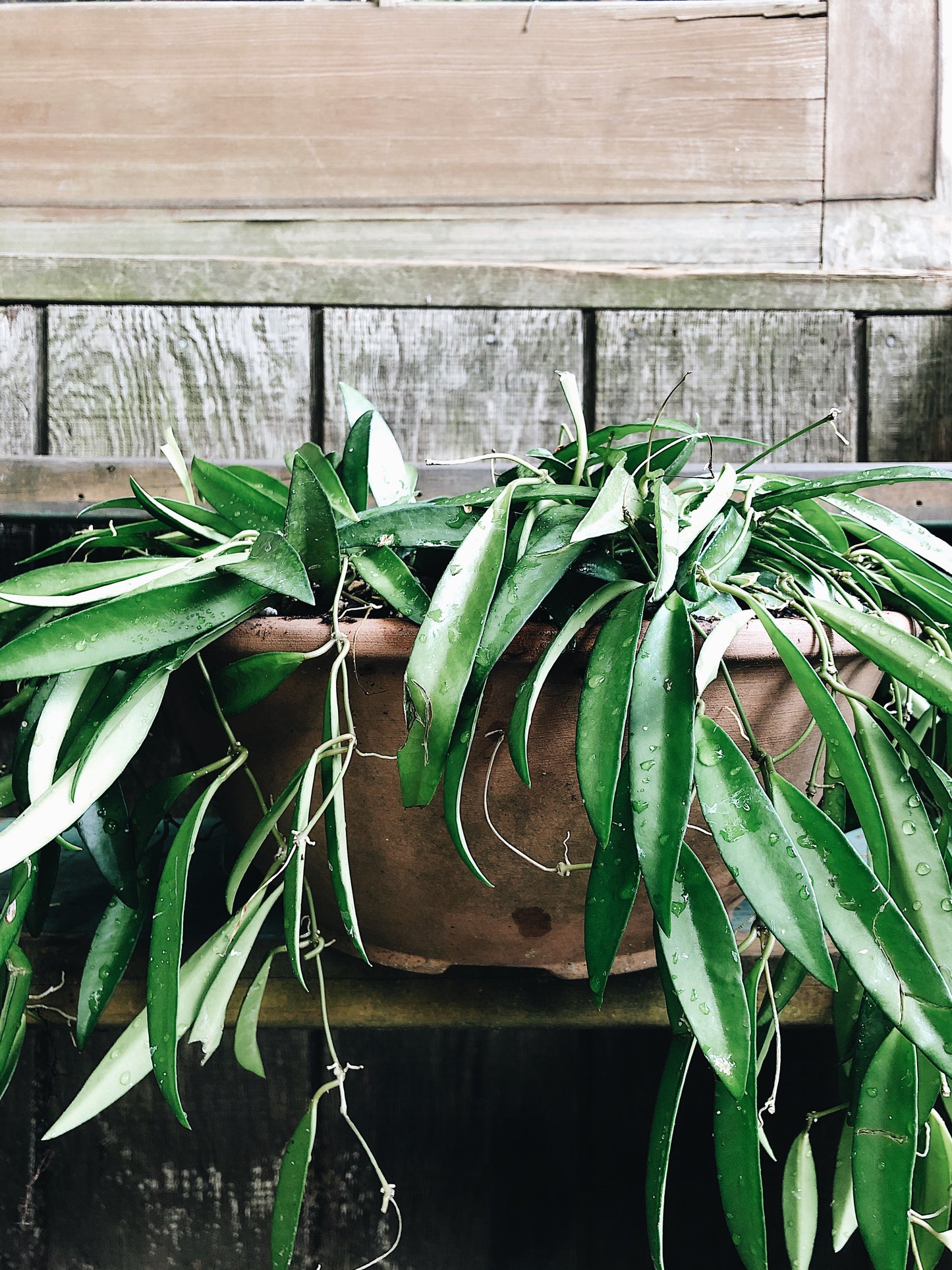 Large Hoya Kentiana in Terracotta Hanging Planter