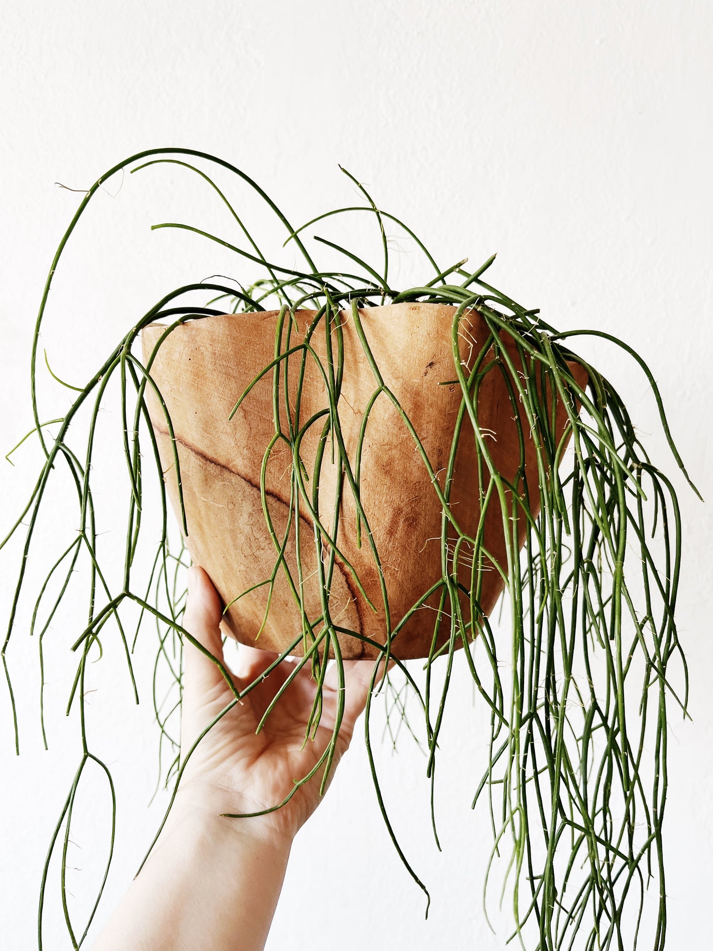 Rhipsalis Baccifera in Hand Turned Wood