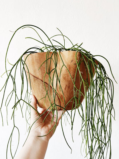 Rhipsalis Baccifera in Hand Turned Wood