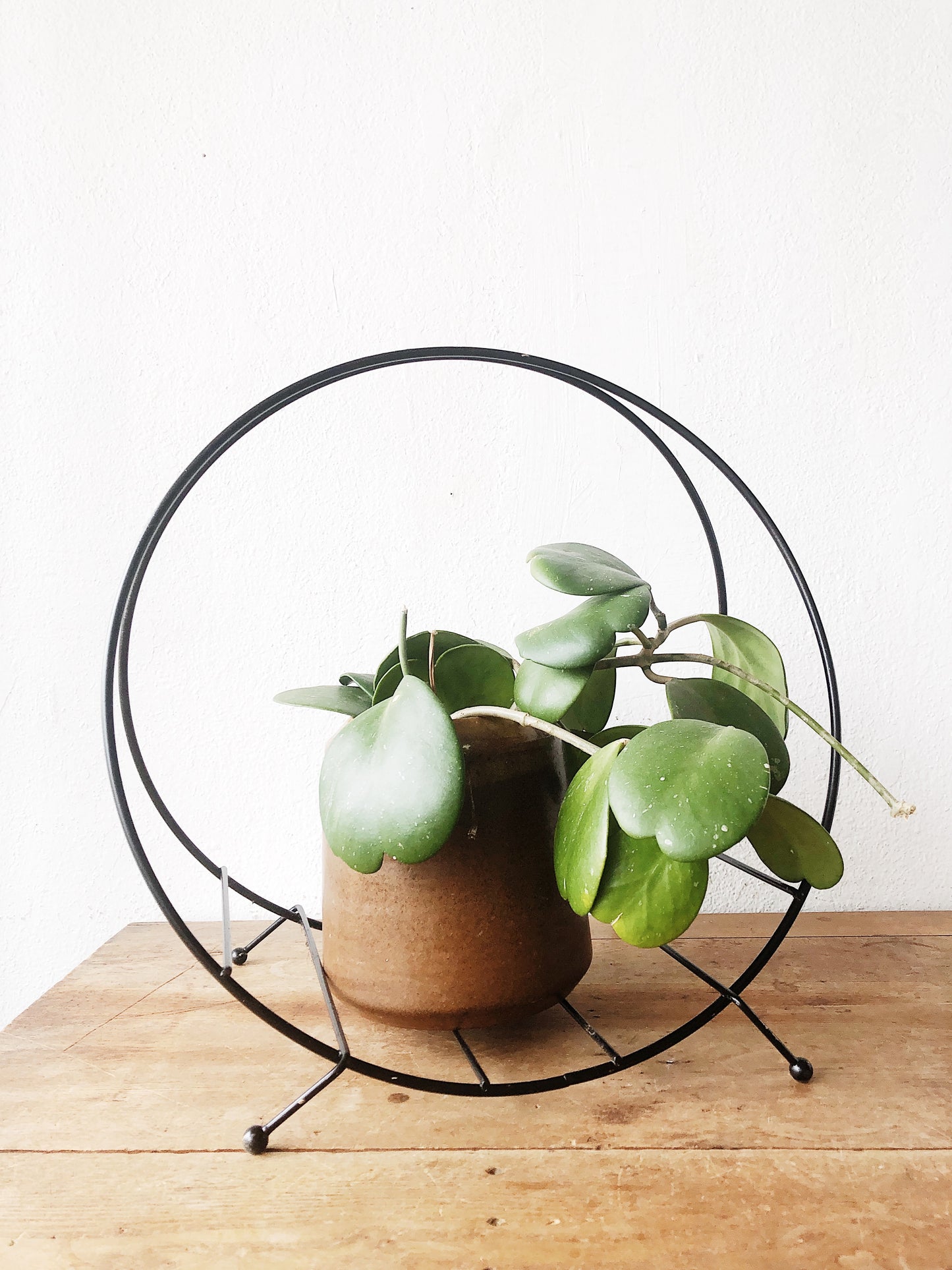 Hoya Kerrii in Vintage Stoneware