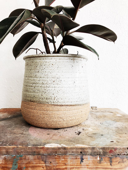 Ficus Elastica in Handmade Stoneware Pot