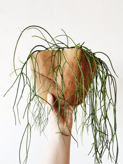 Rhipsalis Baccifera in Hand Turned Wood