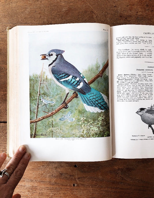 Vintage 1930s Birds of America Book