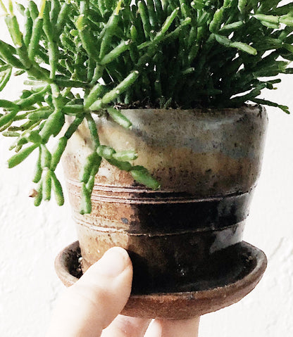 Hatiora Salicornioides in Vintage Pottery