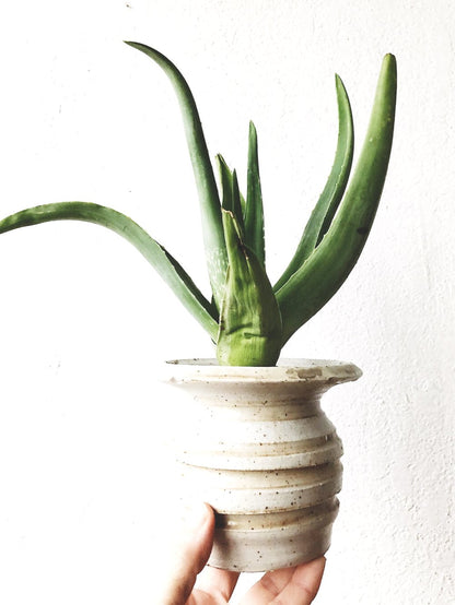 Potted Aloe in Vintage