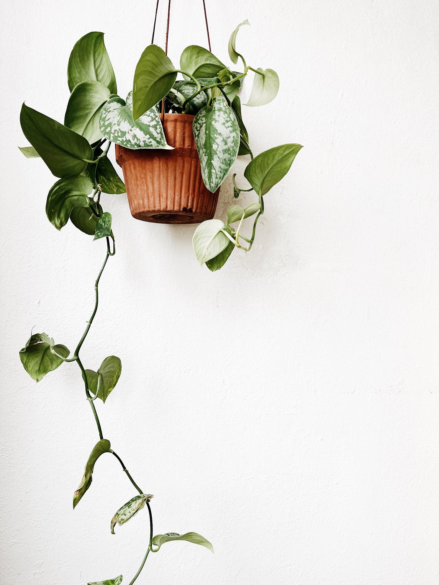 Scindapsus Pictus in Hanging Terracotta