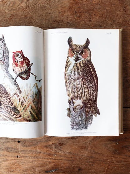1940s The Birds of America by John Audubon