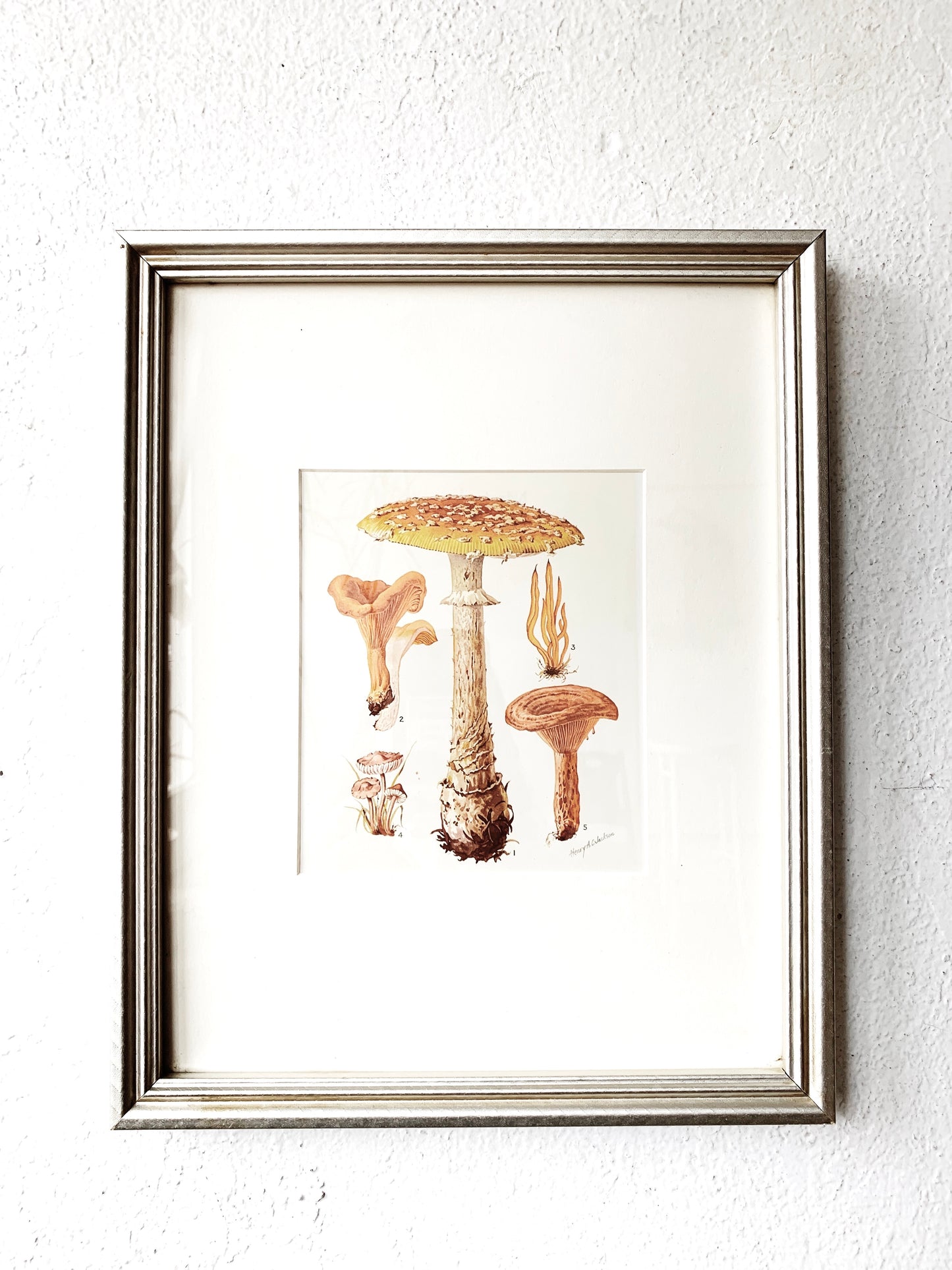 Vintage Matted Framed Mushroom Prints