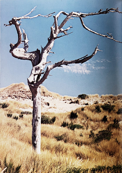 The Living Dunes Vintage Art Book