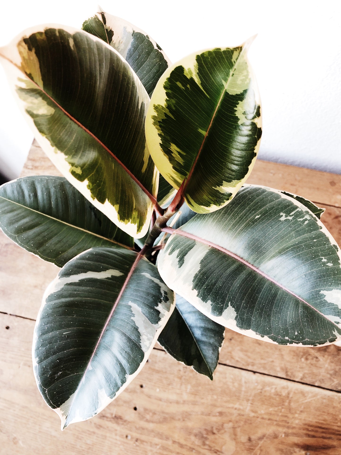 Ficus Elastica in Old Pottery Crock