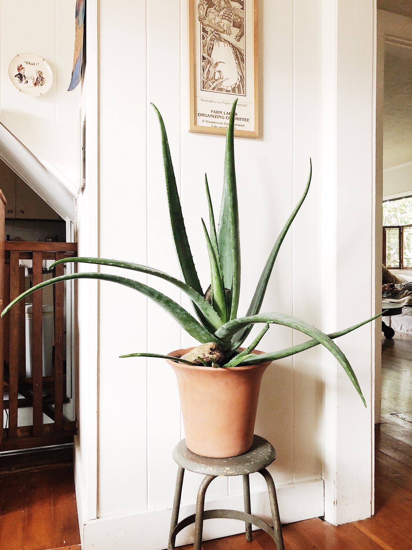 Large Aloe Vera in Terra Cotta