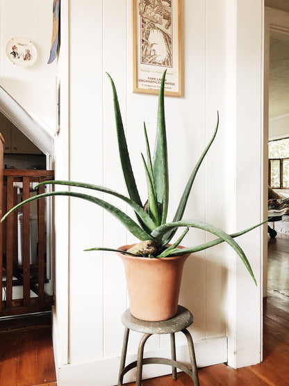 Large Aloe Vera in Terra Cotta