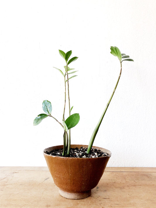 Potted ZZ Plant in Vintage Stoneware