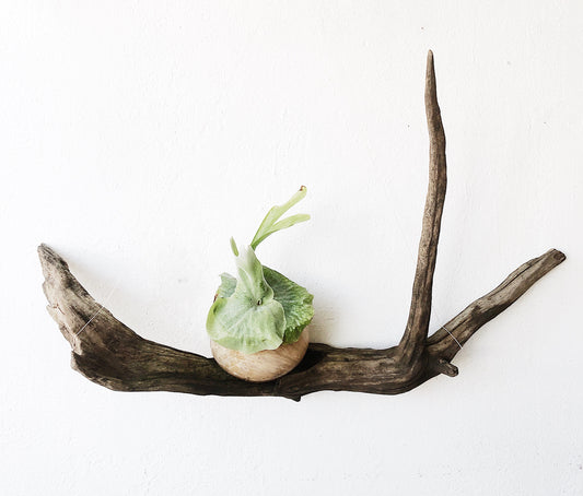 Large Driftwood Piece