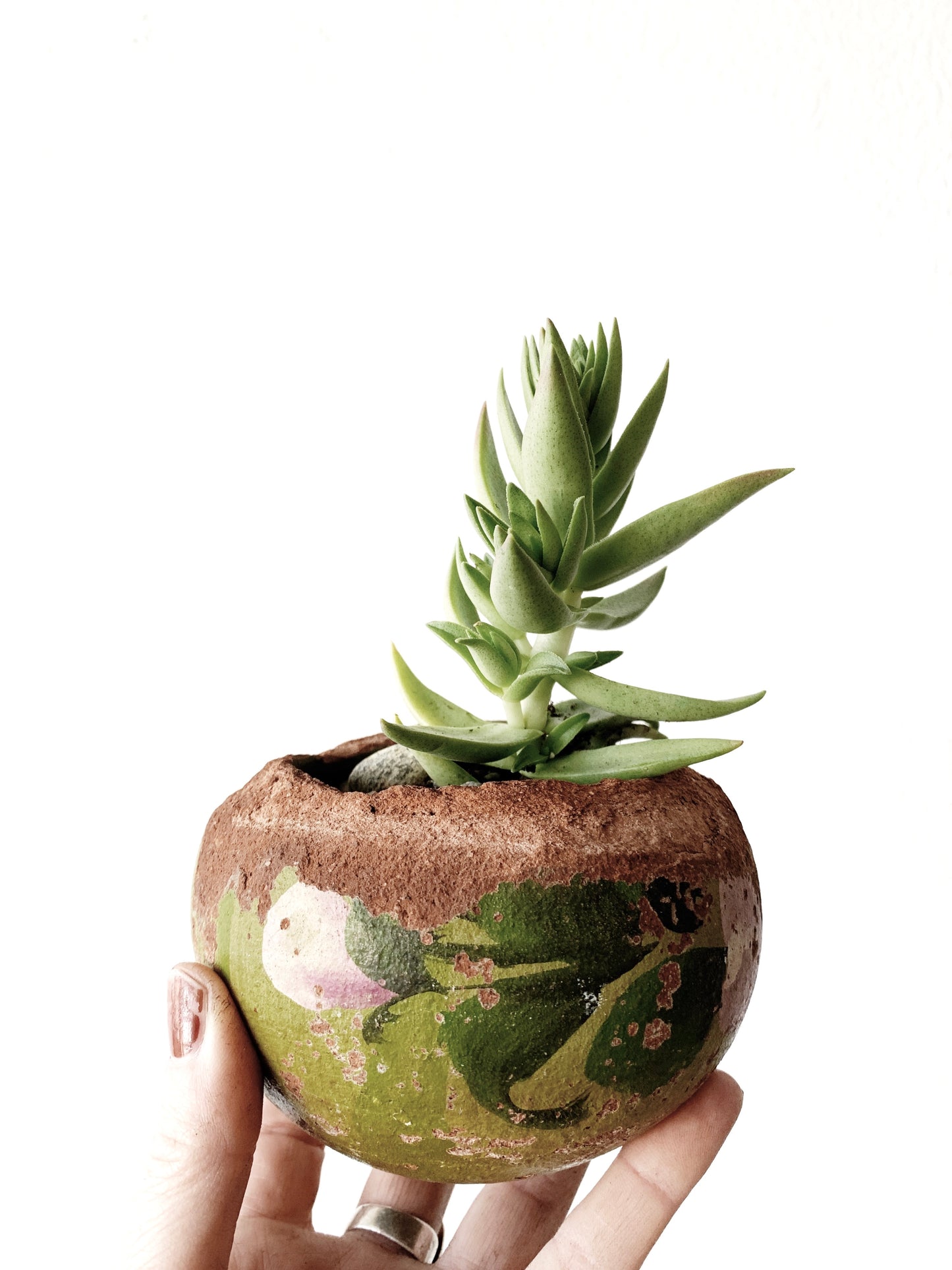 Potted Succulent