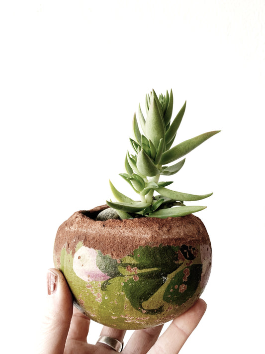 Potted Succulent