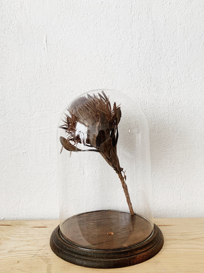 Vintage Glass Cloche with Wood Base